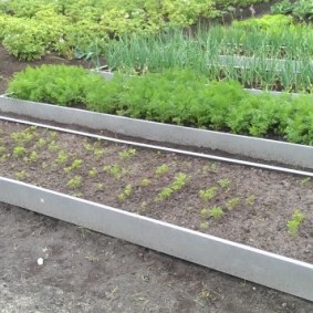 Les semis poussent sur un lit à parois hautes