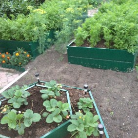 buissons de fraises sur un lit à deux niveaux