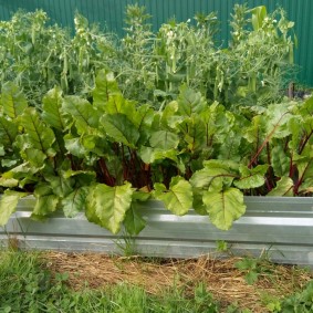 Planter des betteraves sur un lit surélevé