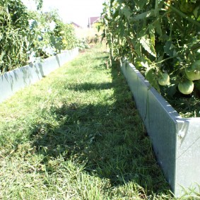 Fruits verts sur des branches de tomate