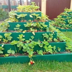 Lit de jardin fraise à cinq niveaux