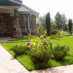 Bushes of Cossack junipers on a green lawn