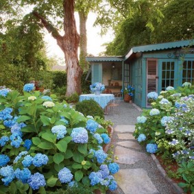 Blue flowers on hydrangea bushes