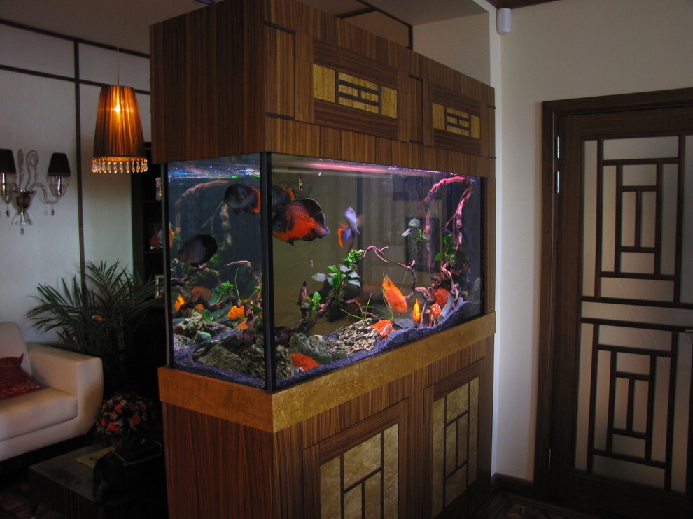 Aquarium de style japonais avec des poissons vivants