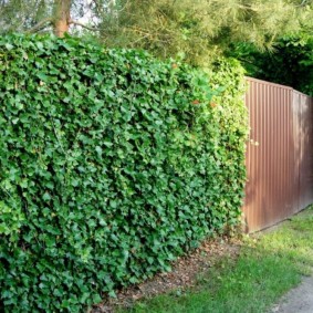 ivy hedge